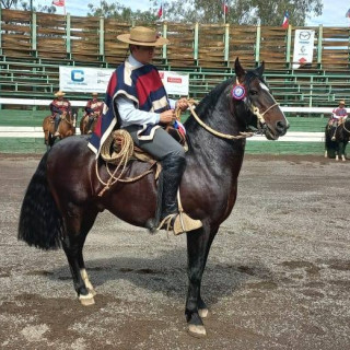 RESULTADOS. Rodeo interasociaciones de San Felipe FEROCHI. 18 y 19 de septiembre, medialuna municipal de Santa María.